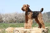 AIREDALE TERRIER 203